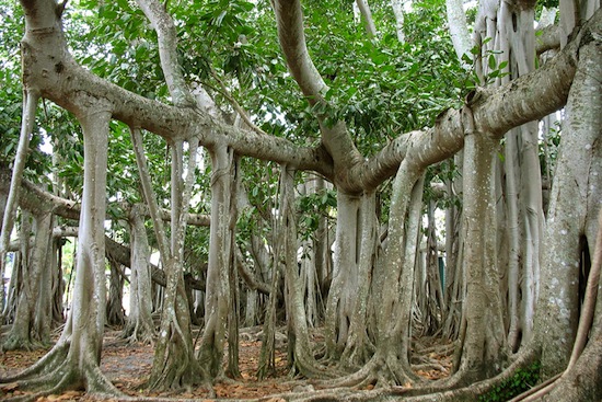 Великий баньян — это дерево со множеством стволов и самой большой кроной в мире