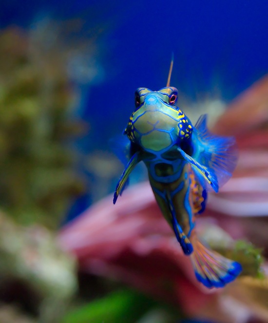 Мандаринка («психоделическая рыба») — самая разноцветная рыбка в мире
