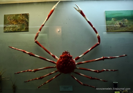 Длина ног японского краба-паука — 4 метра в размахе