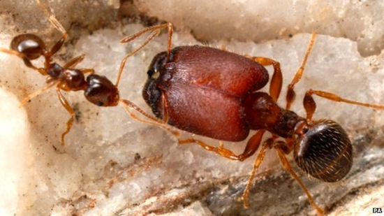 Существуют супер-муравьи с огромными головами