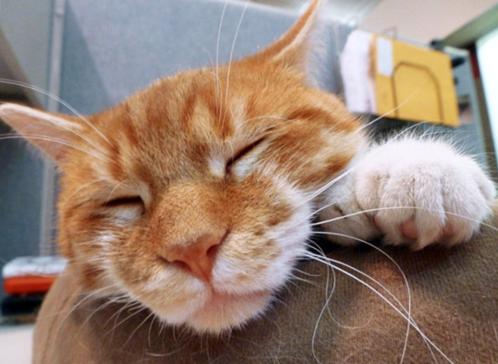 В американском приюте живёт кот с 26-ю пальцами