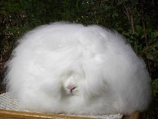 Ангорский кролик — самый пушистый кролик в мире