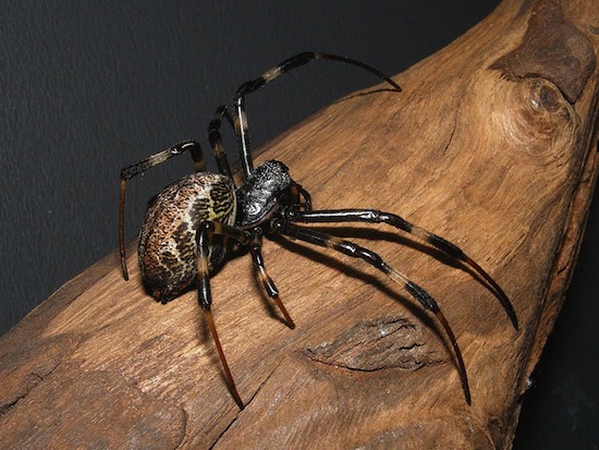 Самцы пауков Nephilengys malabarensis сами себя кастрируют