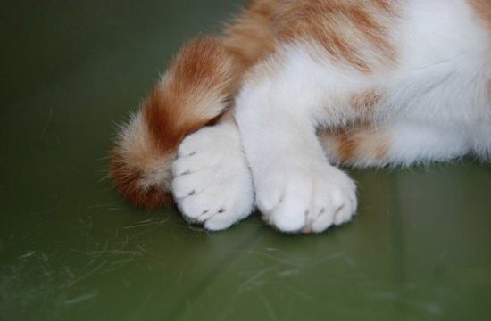 В американском приюте живёт кот с 26-ю пальцами