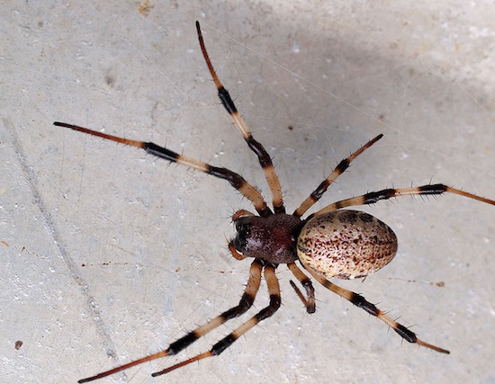 Самцы пауков Nephilengys malabarensis сами себя кастрируют