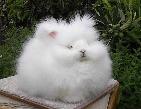 Ангорский кролик — самый пушистый кролик в мире
