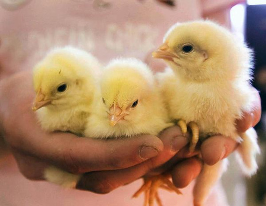 «Метод безголовой курицы» — это способ промышленного выращивания цыплят без мозга