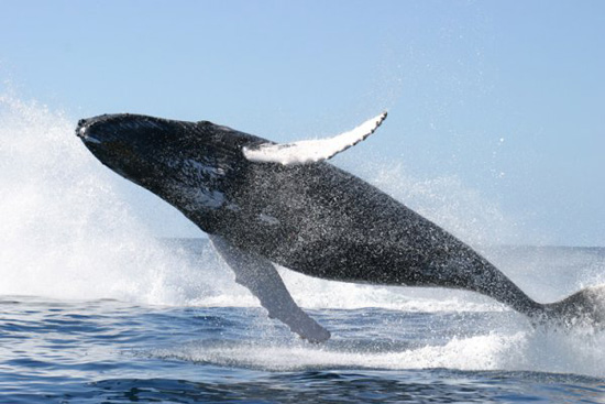 Язык синего кита весит больше, чем слон