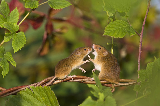 Самцы мышей поют для самок