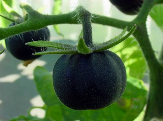«Black Galaxy» — это сорт томатов чёрного цвета