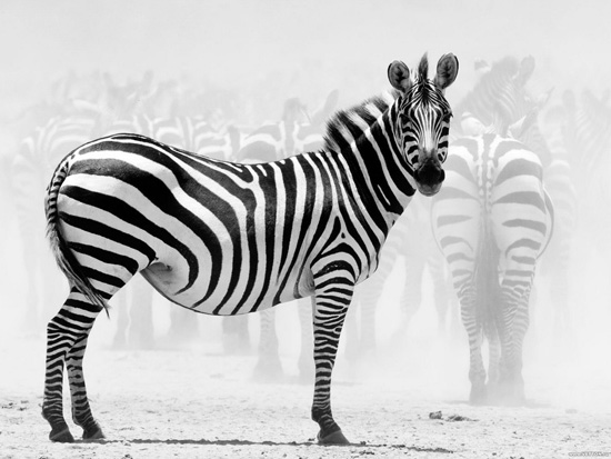 Зебры полосатые для того, чтобы отпугивать слепней