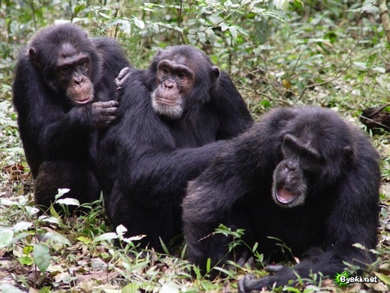 10 фактов о сходствах и различиях между человеком и шимпанз