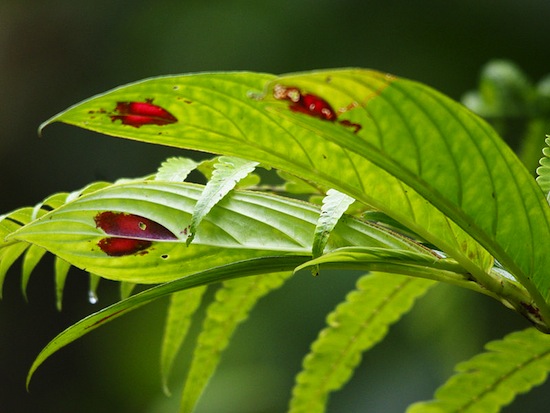 У растения Columnea consanguinea на листьях есть ярко-красные «сердечки»