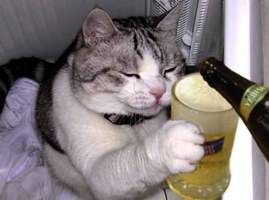 Многие животные любят употреблять алкоголь
