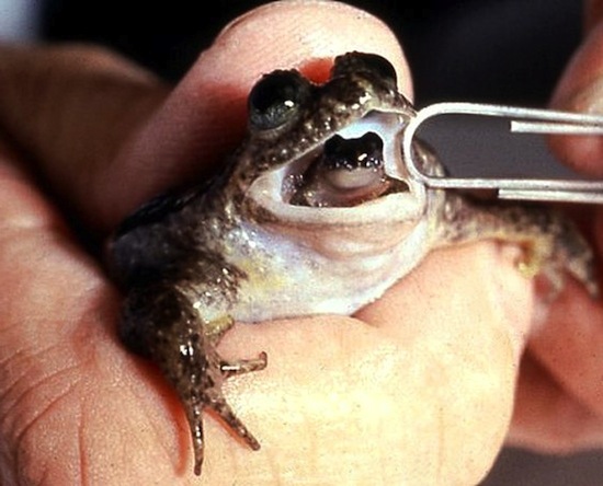 Заботливая лягушка рожает ртом