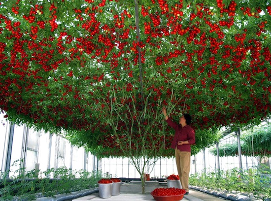 Существует томатное дерево