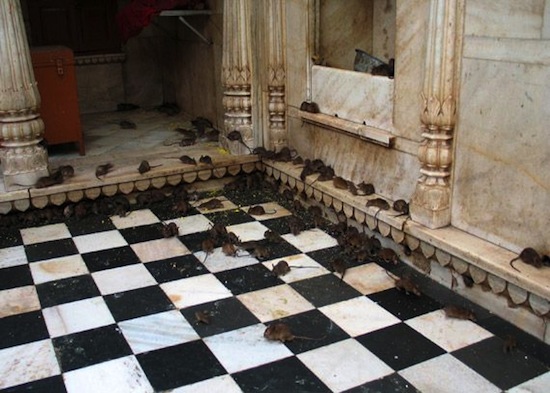 В Индии есть Храм крыс