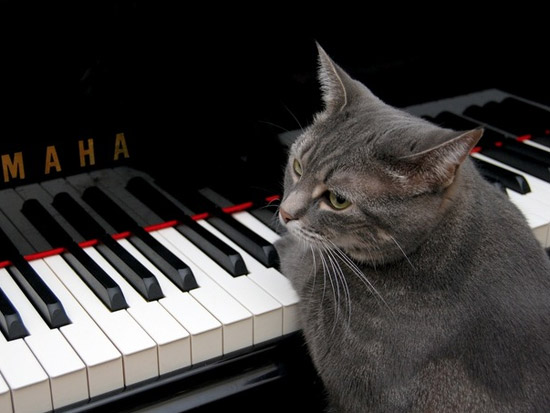 Кошка Нора играет на фортепиано джаз