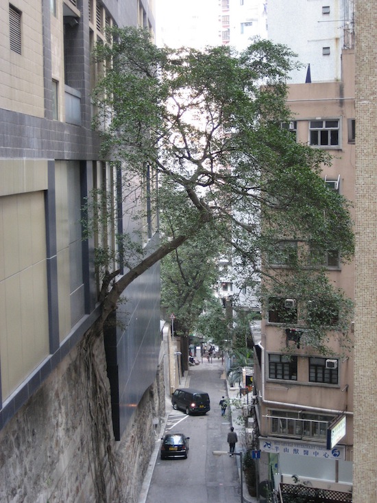 В Гонконге деревья растут из стен
