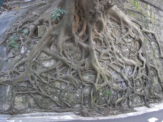 В Гонконге деревья растут из стен
