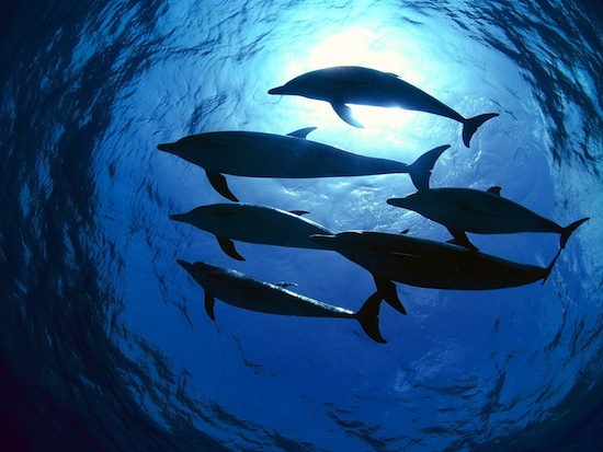 Существует Декларация прав дельфинов
