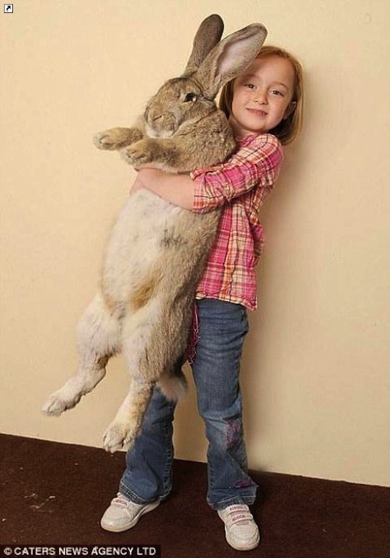 Самый большой кролик в мире имеет рост 1 м 20 см