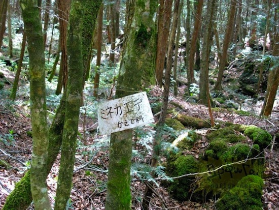 Аокигахара — это лес самоубийц