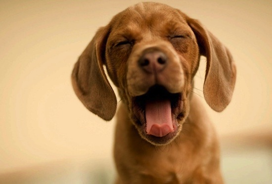 Если зевнуть рядом с собакой, она тоже зевнёт