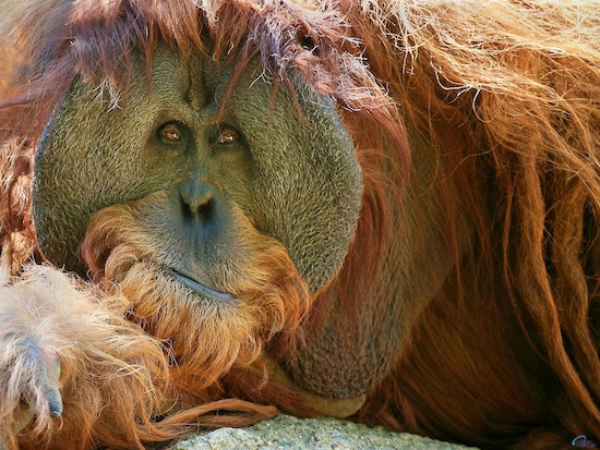 Орангутаны на Суматре способны задерживать собственное половое созревание на 10 лет