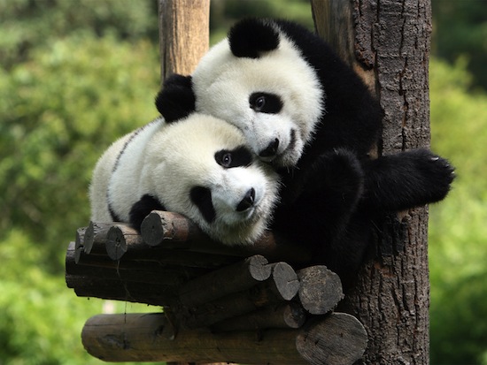Панды плохо приспособлены для размножения