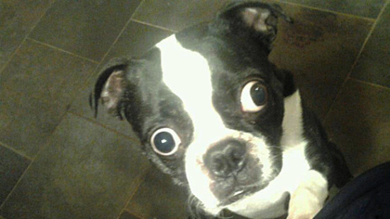 Бостон-терьер по кличке Бруски - собака с самыми большими глазами