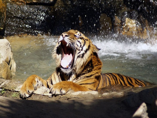 В отличие от большинства кошек, тигры любят воду