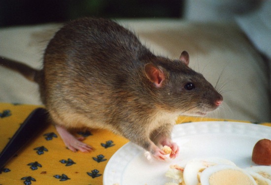 5 леденящих душу фактов про обычных крыс