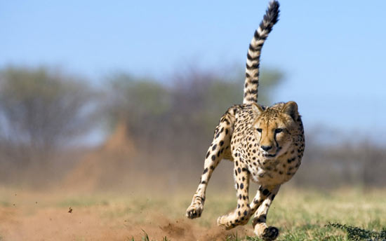 При быстром беге гепарды делают 4 шага в секунду