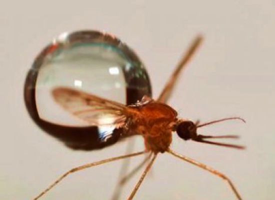 Капля дождя не убивает комара потому что он умеет с ней «сливаться»