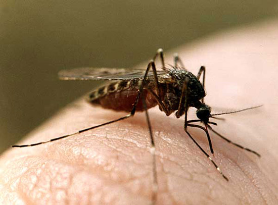 Комары кусают людей избирательно