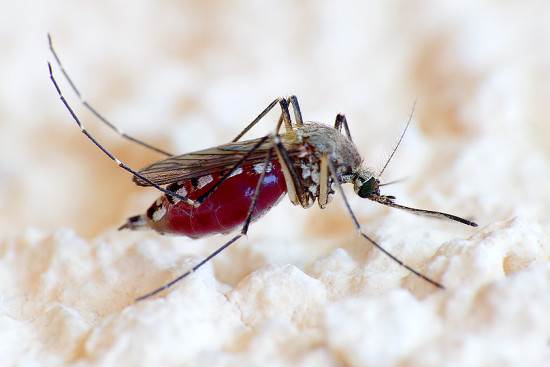 В Австралии живут подземные комары