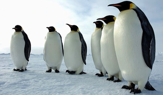 Пингвины склонны к некрофилии, педофилии, изнасилованиям и убийствам