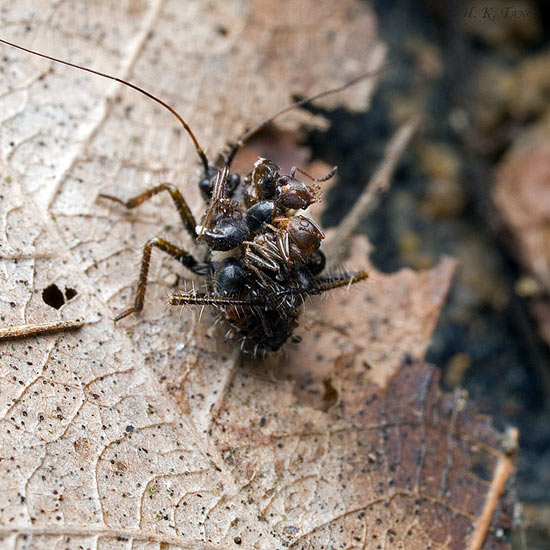 Малазийский жук-убийца использует трупы насекомых в качестве брони