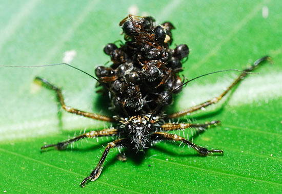 Малазийский жук-убийца использует трупы насекомых в качестве брони