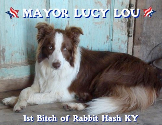 4 животных, которые баллотировались на пост мэра... и выиграли!