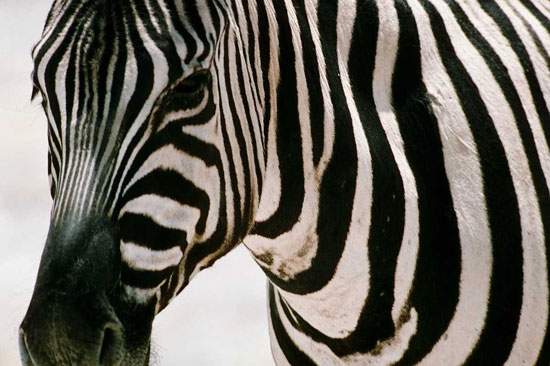 Зебры — чёрные с белыми полосками