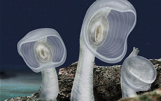 10 самых странных морских существ