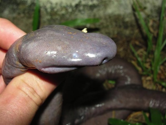 В Бразилии водится «змея-пенис», которая на самом деле является лягушкой