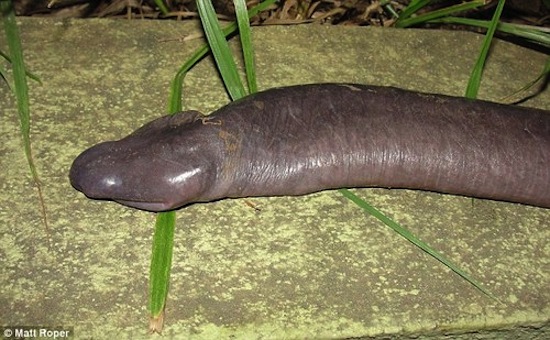 В Бразилии водится «змея-пенис», которая на самом деле является лягушкой