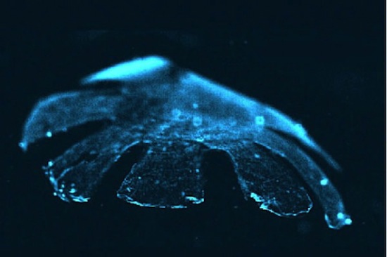 Из клеток крысы можно создать медузу
