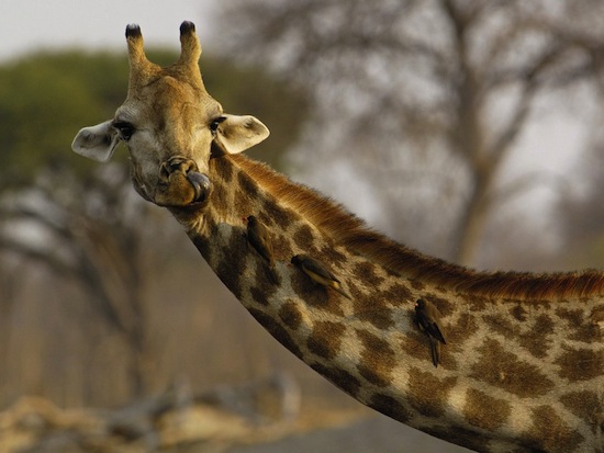 Перед спариванием самка жирафа должна помочиться в рот самца