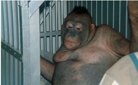 На о. Борнео орангутана использовали как проститутку