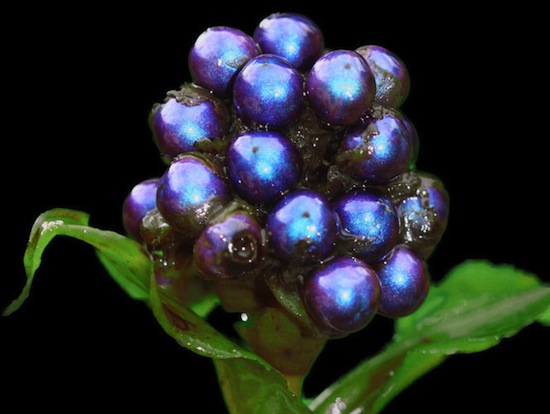 Африканский фрукт Pollia condensata имеет самый яркий цвет в природе, но при этом у него нет пигмента