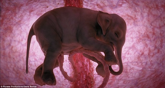 С помощью технологии моделирования учёным удалось создать анатомически-верные изображения животных в утробах матерей
